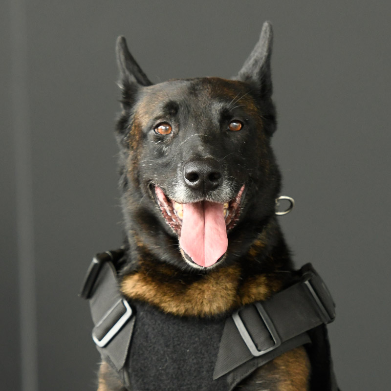 k9